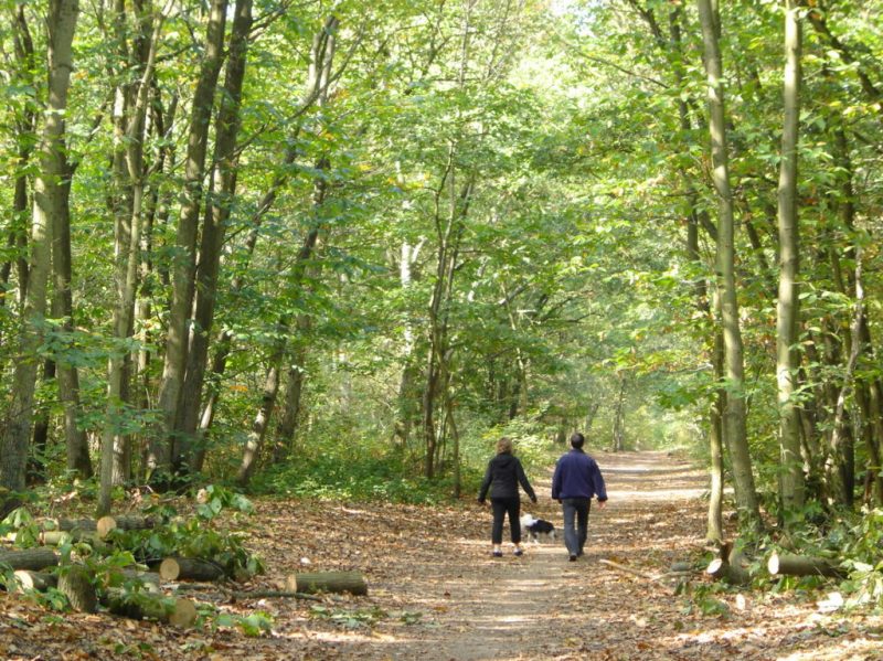 Tous en Forêt ! Les forestiers vous rencontrent en forêt régionale de Verneuil