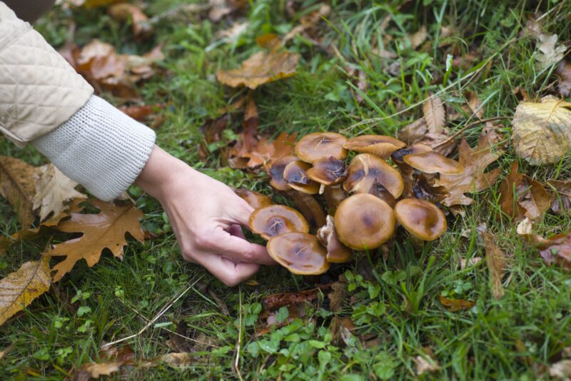 Balade aux champignons