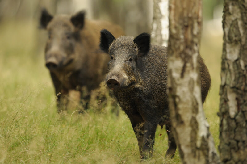 Chasse de régulation
