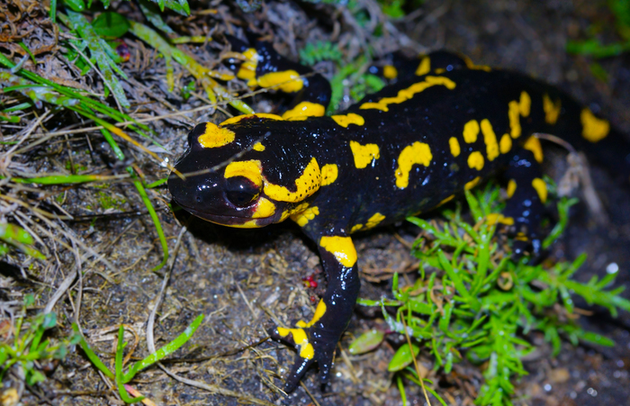 Sortie nocturne : les amphibiens